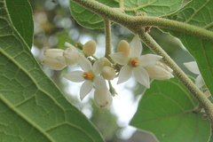 Solanum microleprodes