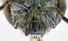 Halictus vestitus