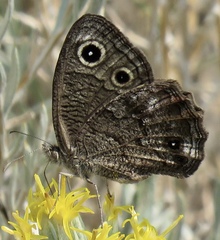 Cercyonis sthenele paulus