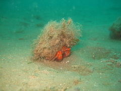 Paguristes frontalis