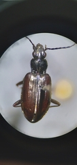 Bembidion planatum