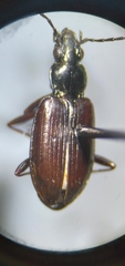 Bembidion planatum