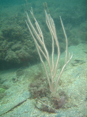 Leptogorgia