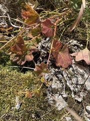 Alchemilla subcrenata