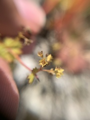 Alchemilla subcrenata