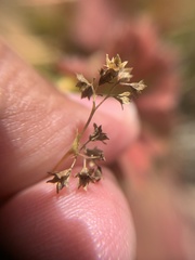 Alchemilla subcrenata