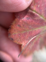 Alchemilla subcrenata