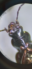 Bembidion planatum