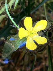 Ranunculus lingua