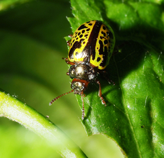 Calligrapha pantherina