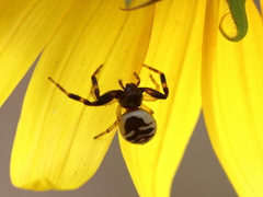 Synema globosum