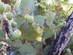 Opuntia caboensis