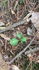 Polygaloides paucifolia