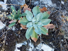 Goniolimon speciosum