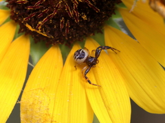 Synema globosum