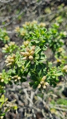 Baccharis macraei