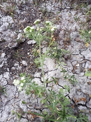 Parthenium bipinnatifidum