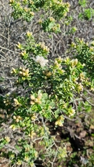 Baccharis macraei