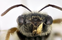 Halictus vestitus