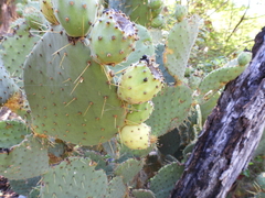 Opuntia caboensis
