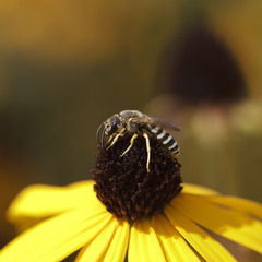 Halictus simplex