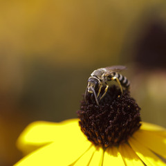 Halictus simplex