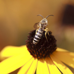 Halictus simplex