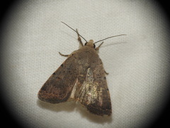 Caradrina flavirena