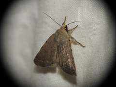 Caradrina flavirena