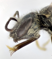 Halictus vestitus