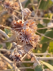 Abutilon abutiloides