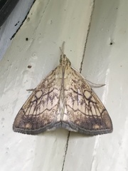 Evergestis pallidata