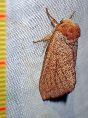 Datana perfusa