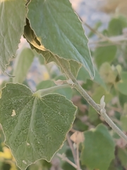 Abutilon abutiloides