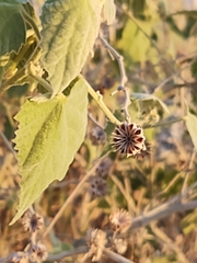 Abutilon abutiloides