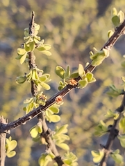 Citharexylum brachyanthum