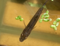Notropis dorsalis