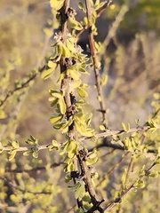 Citharexylum brachyanthum