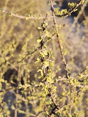 Citharexylum brachyanthum
