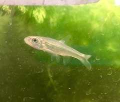 Notropis dorsalis
