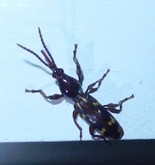 Arrhenodes minutus