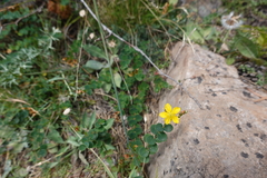 Hypericum nummularium