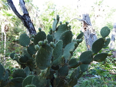Opuntia caboensis