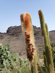 Espostoa