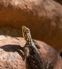 Namib Rock Agama photo 3