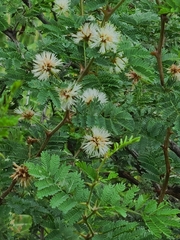 Mimosa aculeaticarpa biuncifera