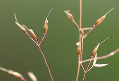 Agrostis rupestris