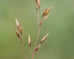 Agrostis rupestris