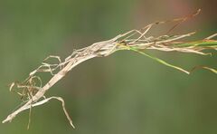 Agrostis rupestris
