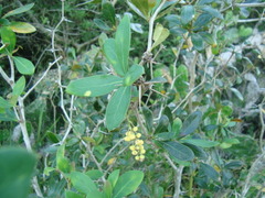 Berberis laurina
